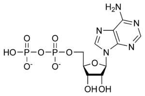 Adenozin Difosfat