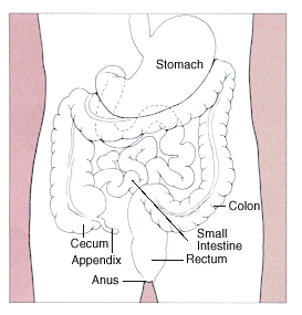 Gastrointestinal sistem
