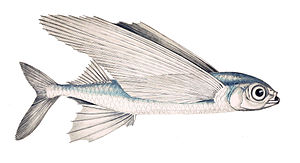 Akdeniz uçan balığı