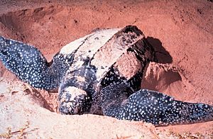 Deri sırtlı deniz kaplumbağası