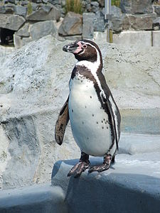 Humboldt pengueni