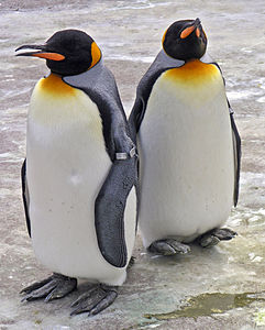 Kral penguen
