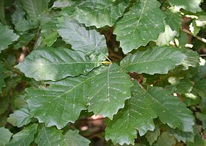 Quercus hartwissiana