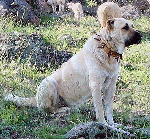 Sivas kangal köpekleri