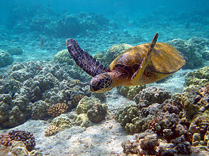 Yeşil deniz kaplumbağası