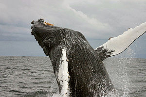Çubuklu balina