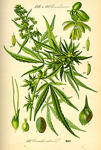 Cannabaceae