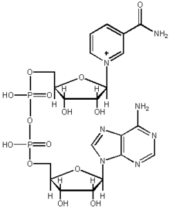 Nikotinamit adenin dinükleotit