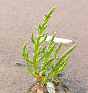 Salicornia herbacea