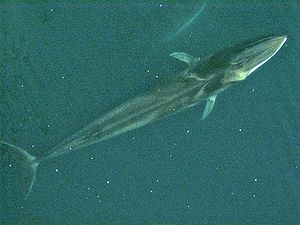 Uzun balina