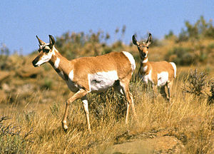 Amerikan çatalboynuzlu antilopu