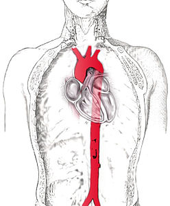 Aort damarı