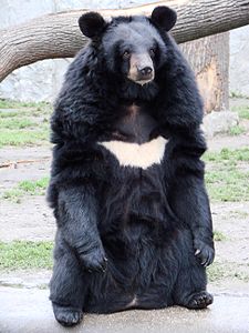 Asya kara ayısı