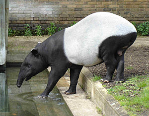 Asya tapiri