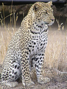 Afrika leoparı