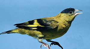 Carduelis spinescens