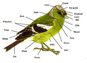 Kuşların Anatomisi