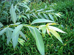 Salix pentandroides