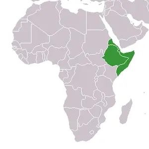 Afrika Boynuzu