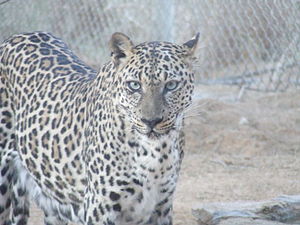 Arap leoparı
