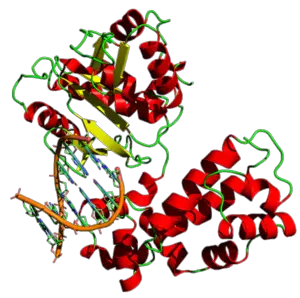 DNA Polimeraz