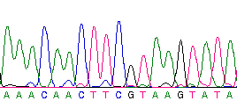 DNA dizisi