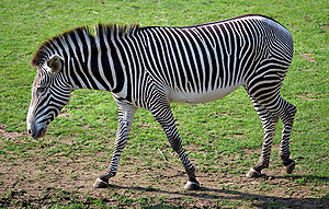 Grevy zebrası