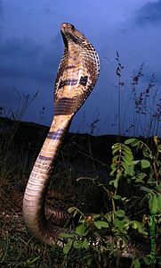 Hindistan gözlüklü kobrası