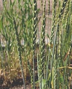 Kavuzlu buğday