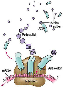 Protein biyosentezi