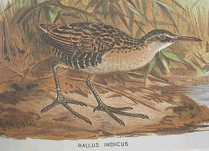 Rallidae