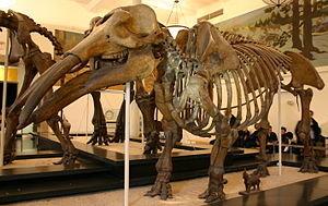Tetrabelodon