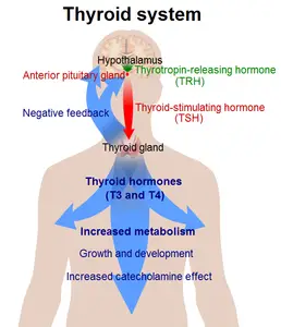 Tiroid uyarıcı hormon