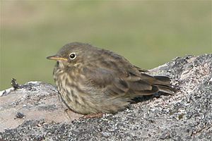 Anthus spinoletta