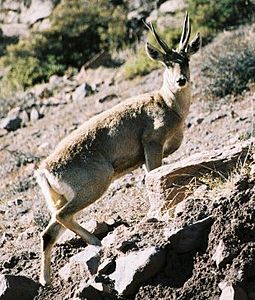 huemul