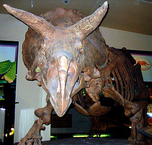 Ceratopsia