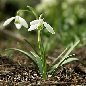 Galanthus