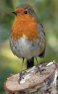 Erithacus rubecula