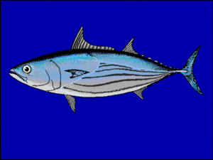 Euthnus alletteratus