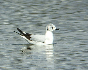 Larus minutus