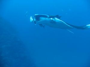 Manta birostris