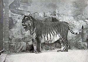 Panthera tigris virgata