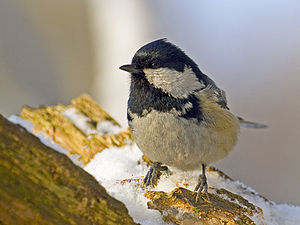 Parus ater