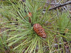 Pinus pinaster