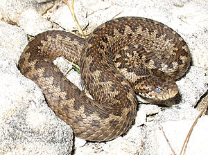 Vipera ursinii