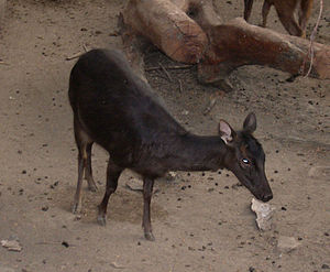 Cervus mariannus