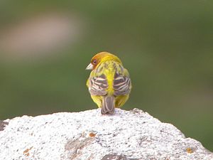 Emberiza bruniceps