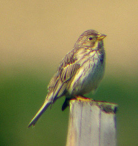 Emberiza calandra