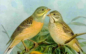 Emberiza hortulana