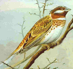 Emberiza leucocephalos